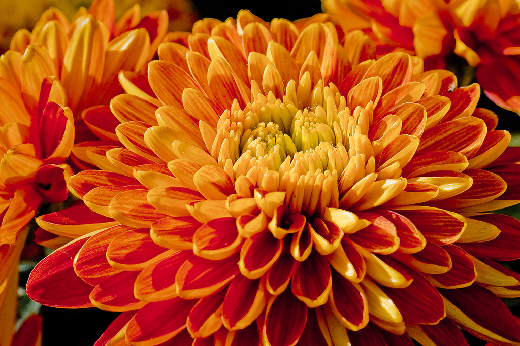 Chrysanthemum: Symbolism - Beneva & Gifts