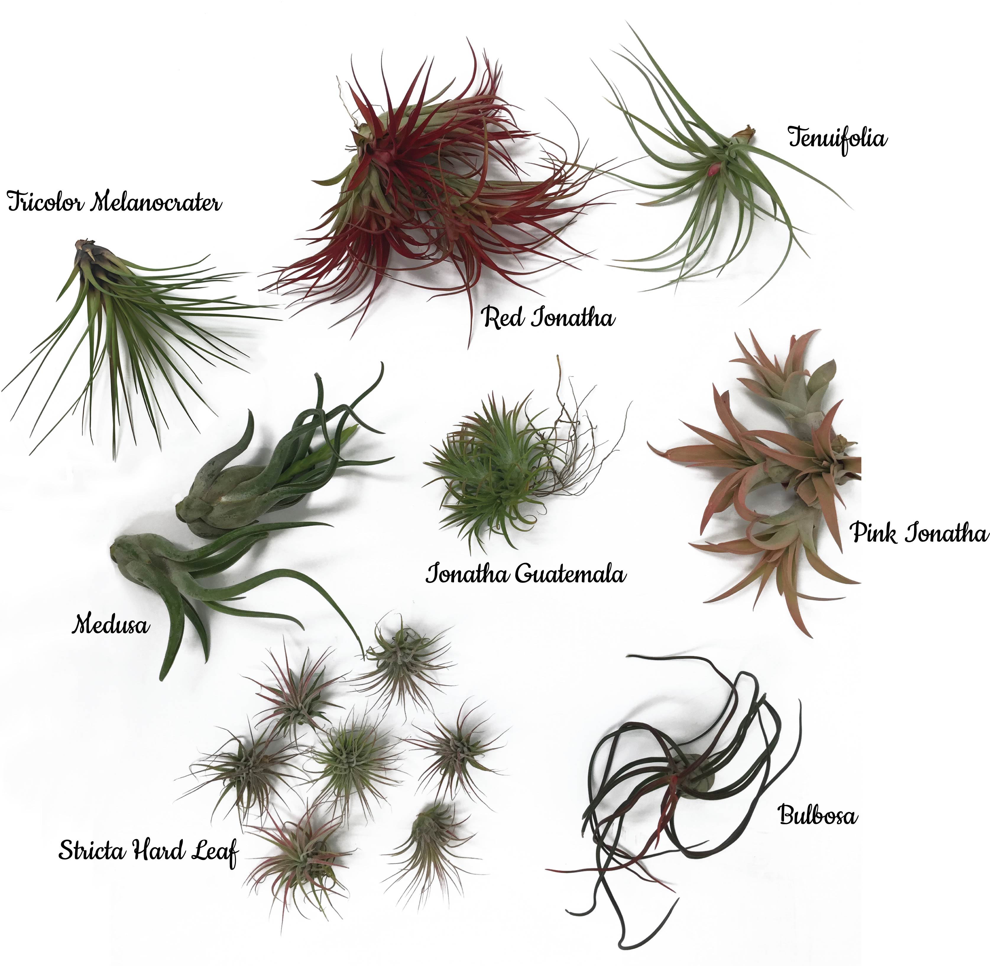 Simple Types Of Air Plant for Simple Design