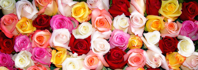 Peach Flowers - We Love Colors