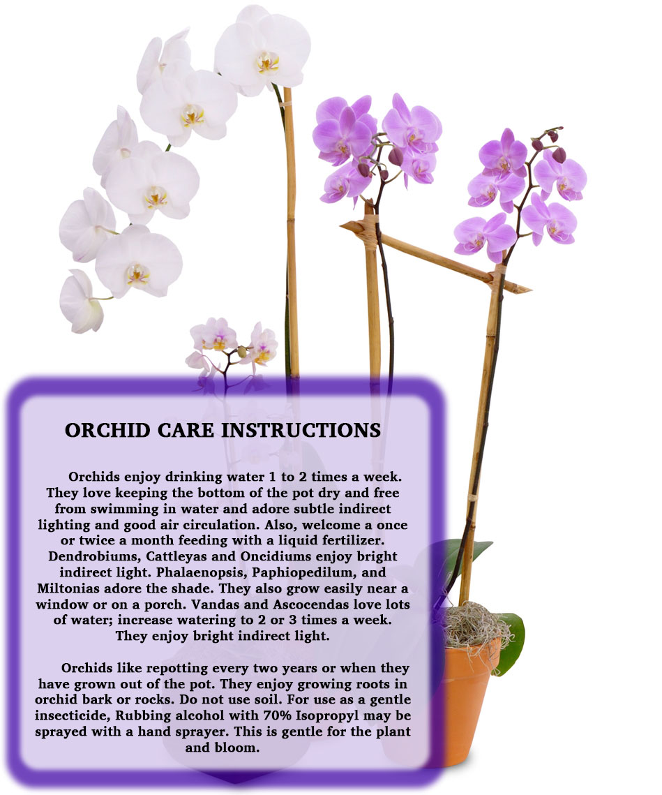 orchid-care-instructions-flower-expertise-from-billy-heroman-s-florist