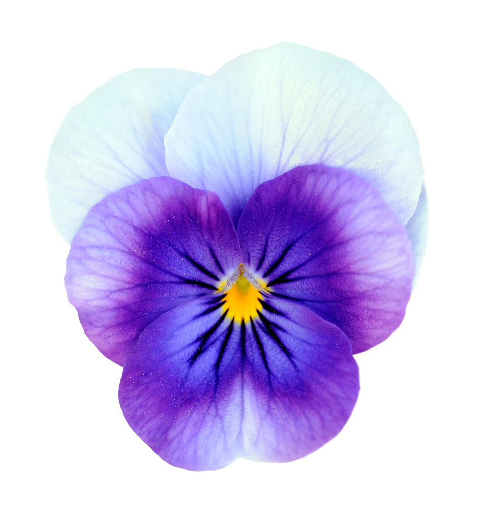 Violets - Birthday Flower of February | Billy Heromans Flowers