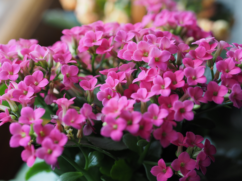 indoor plants