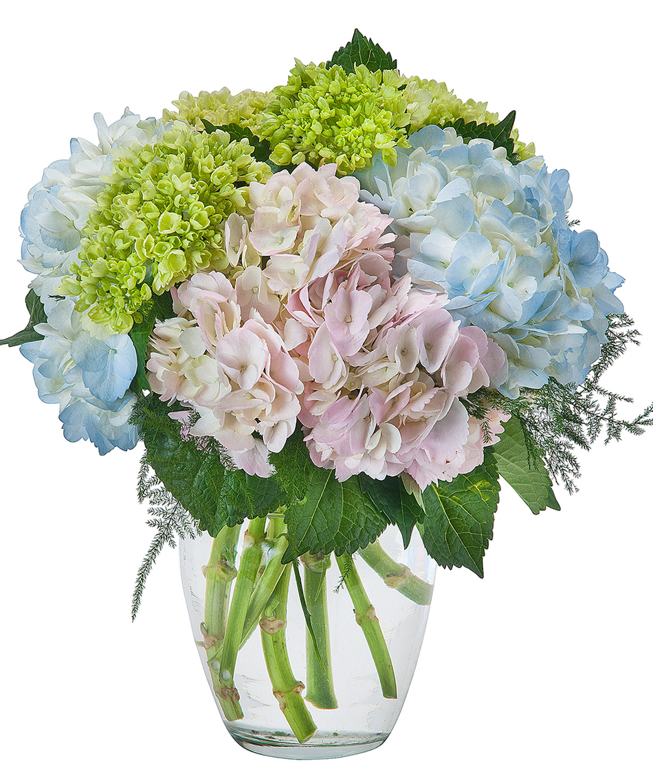 hydrangea