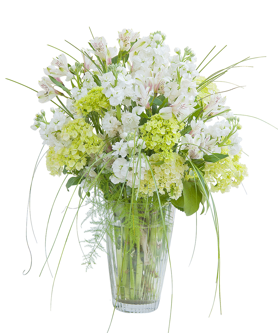 hydrangea