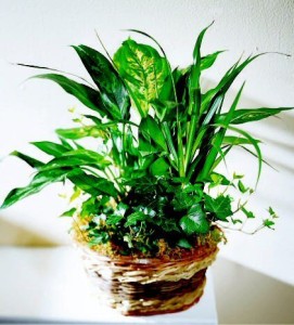 growing spirit plant
