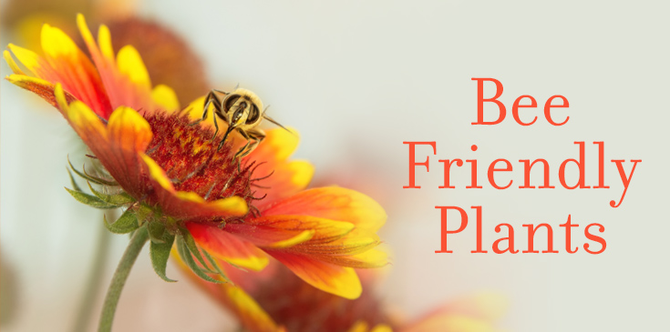 Bee Friendly Flowers