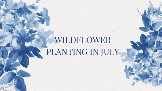 Planting Wildflowers in July