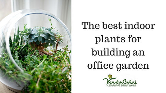 The Best Plants for an Office 