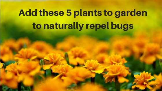 5 Plants that repel bugs naturally