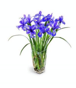 blooming iris bouquet