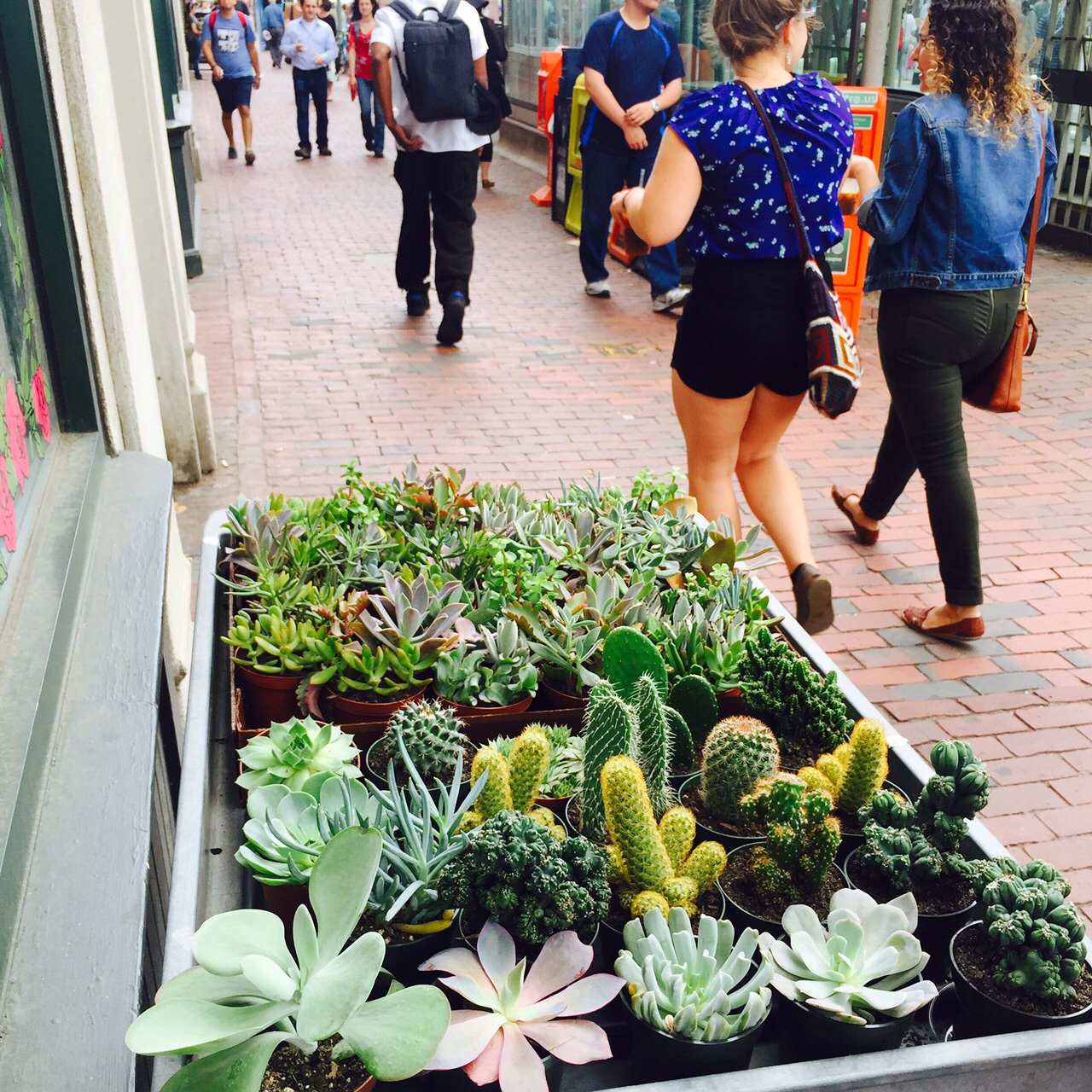 Display of succulents and cacti on Massachusetts Avenue in Central Square during River Festival
