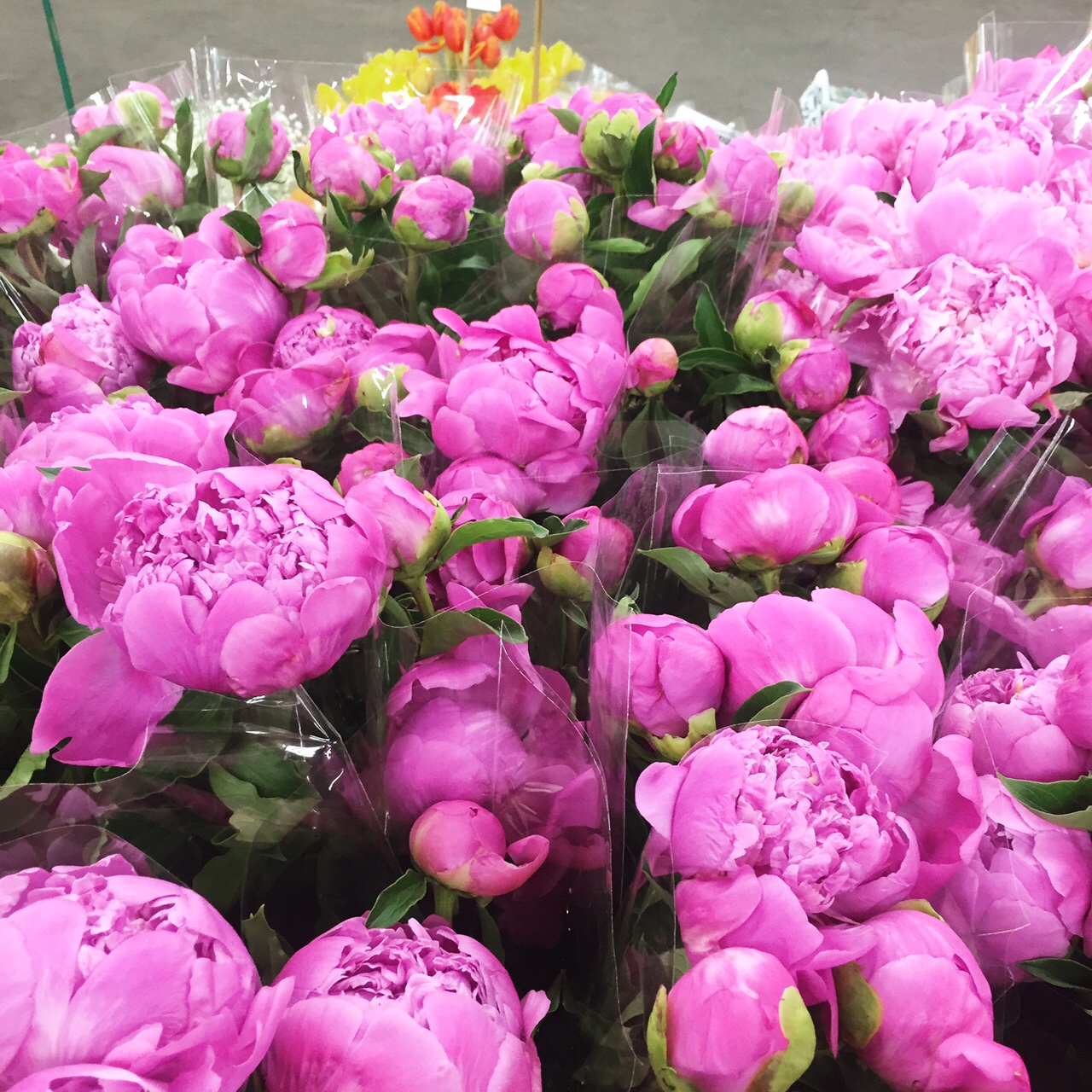 Hot pink peonies at the flower market 