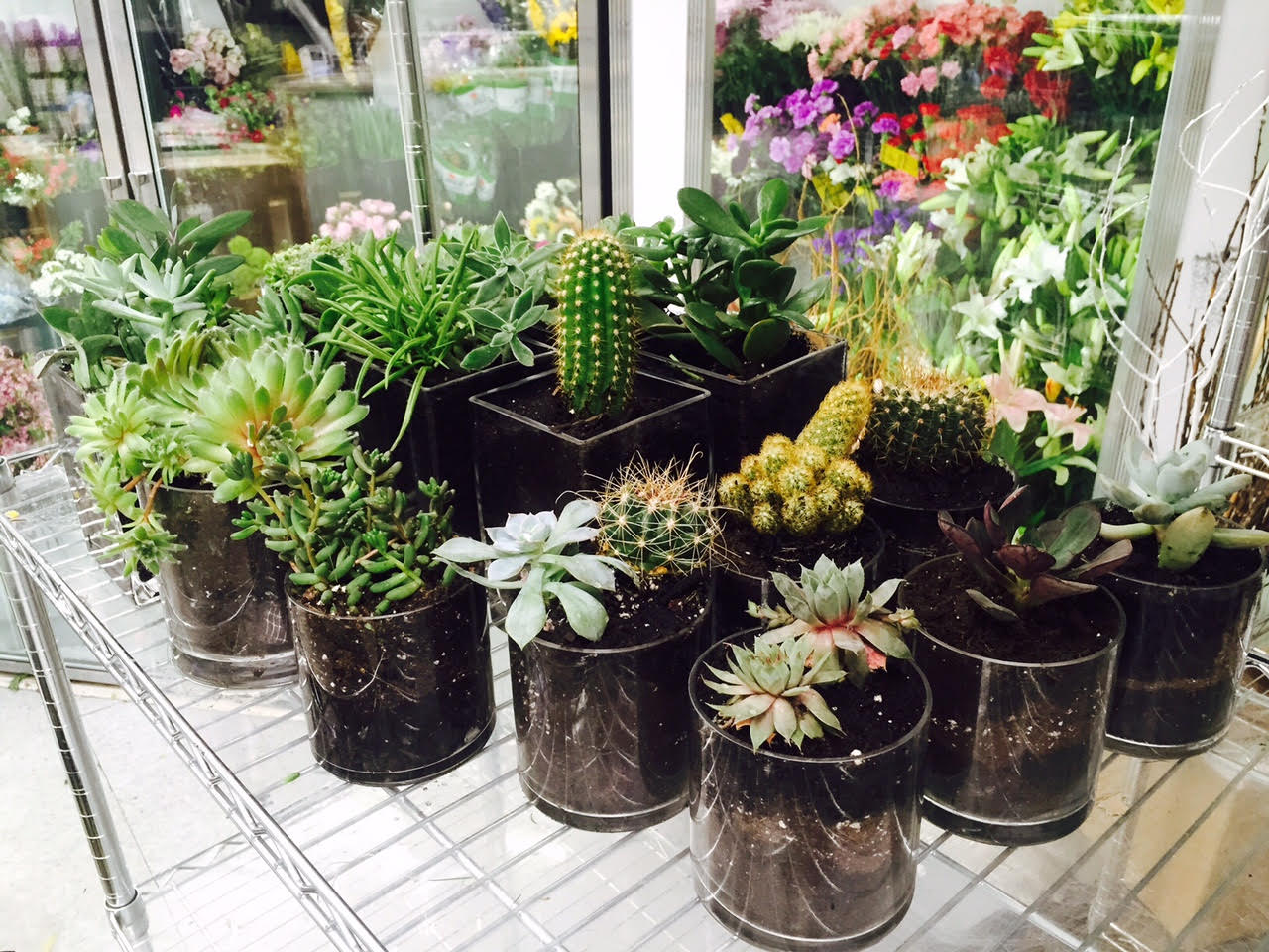 Mix of succulent and cacti potted in class cylinders and cubes