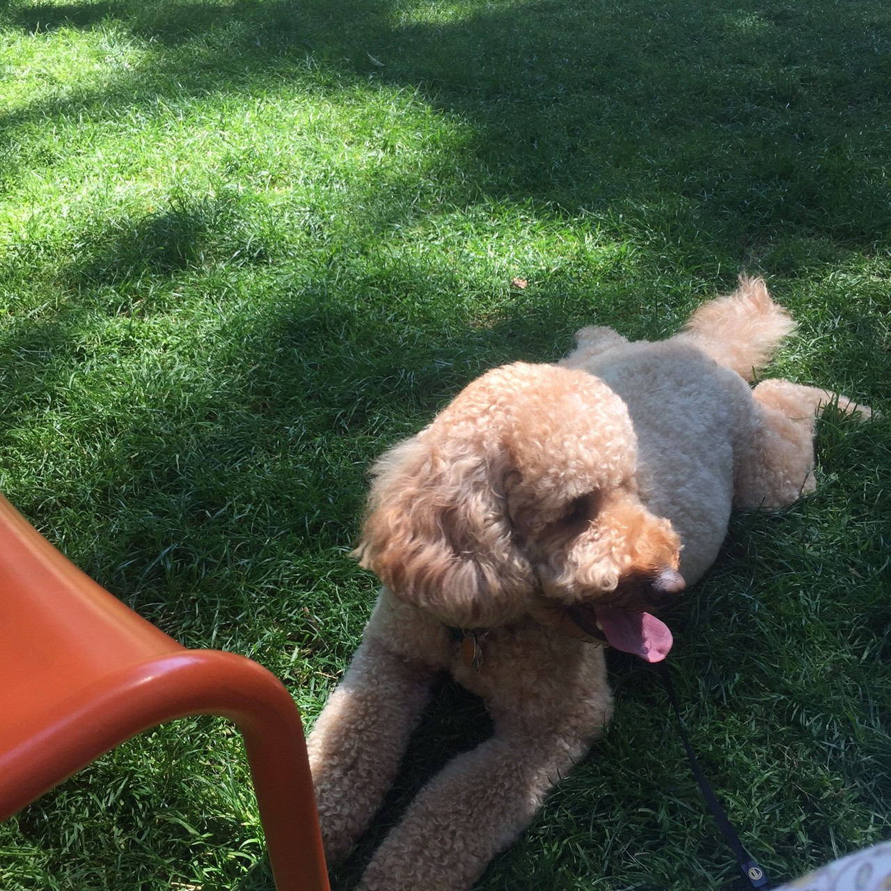 Daisy relaxing in Harvard Yard