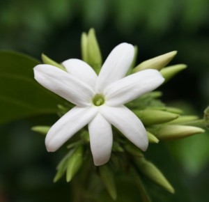 jasmine