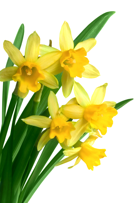 Good-Bye Winter! Hello Spring! - Beneva Flowers & Gifts