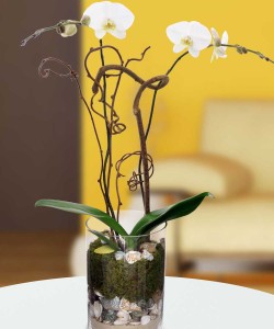 SignatureOrchids-3-Large