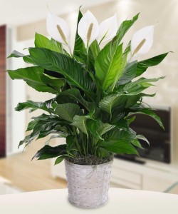 Peace Lily Floor Plant by Beneva