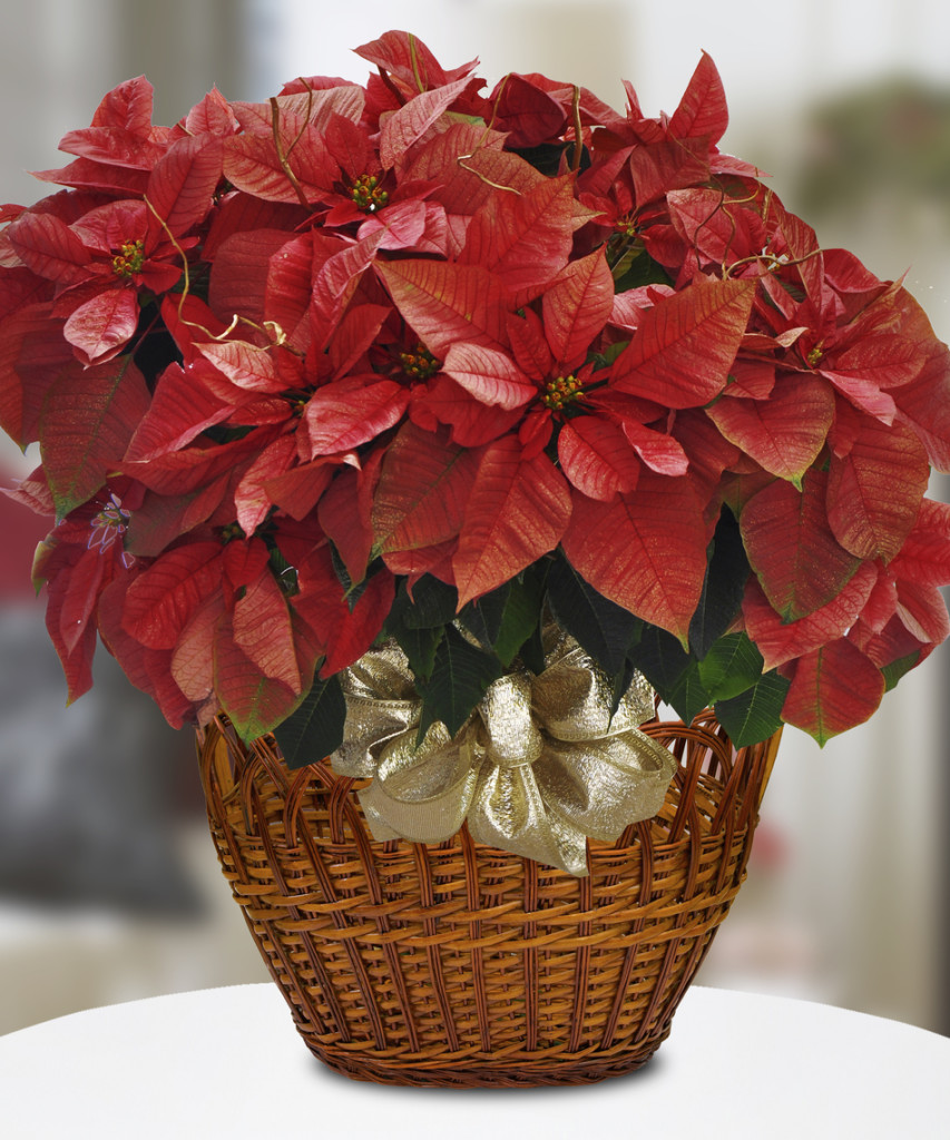 Poinsettia Plant by Beneva