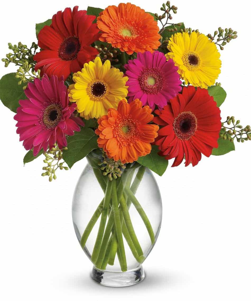 daisies