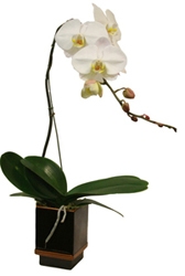 modern white orchid