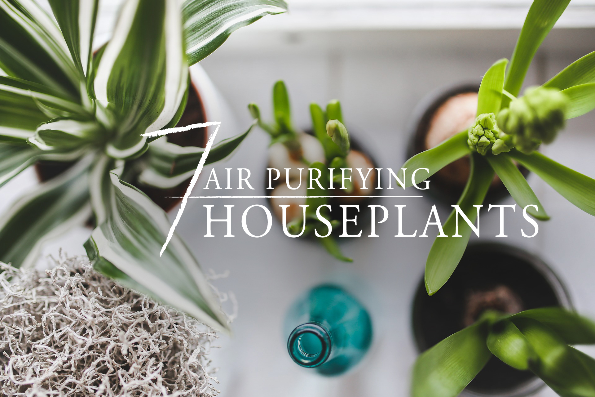 air-purifying-houseplants-freytags-florist