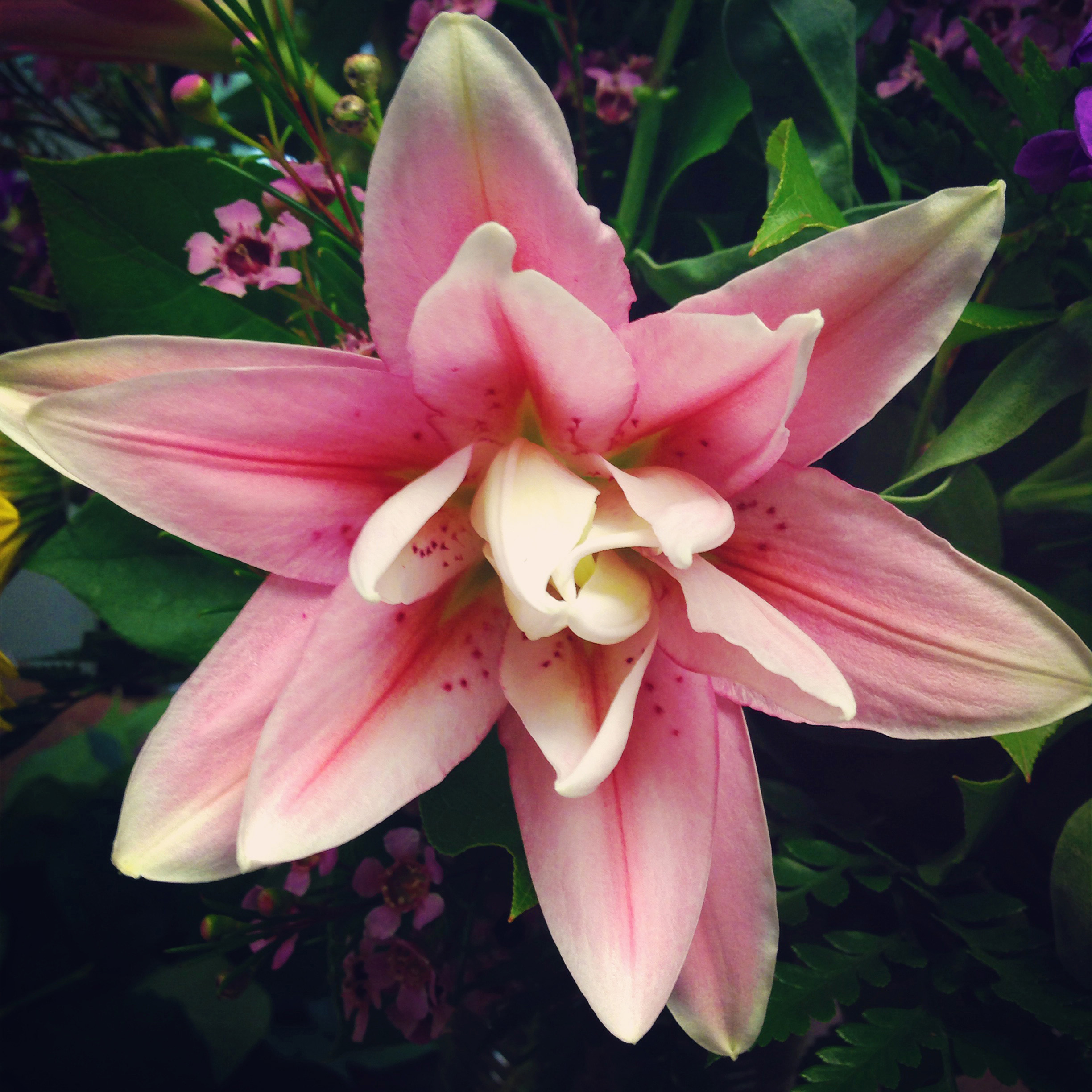 freytags-florist-Rose-Lily-Oriental-Lilies