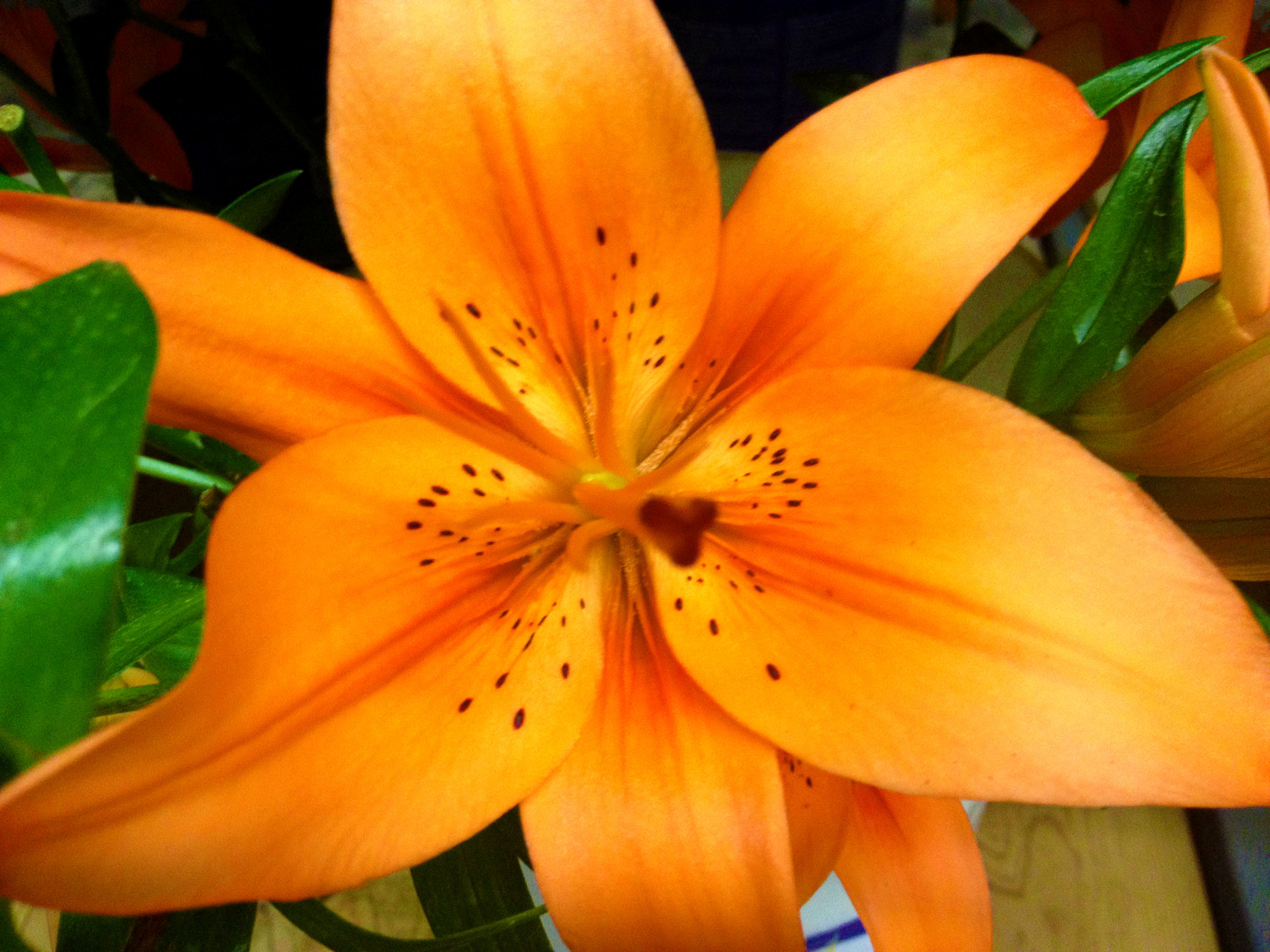 Freytags florist Tiger Lily