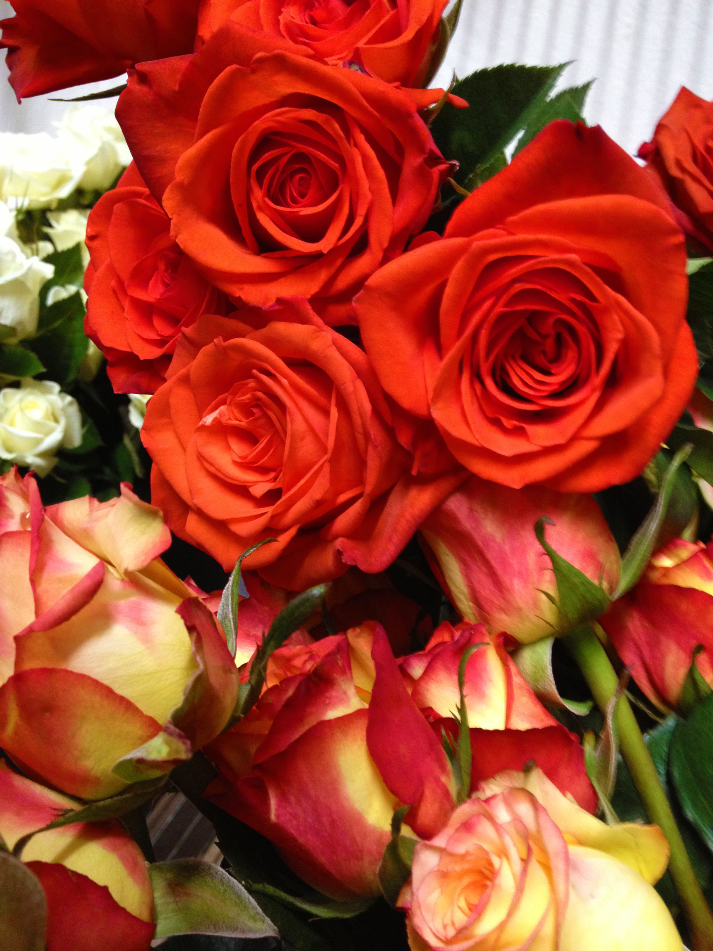 National Rose month Freytag's Florist - Austin, TX