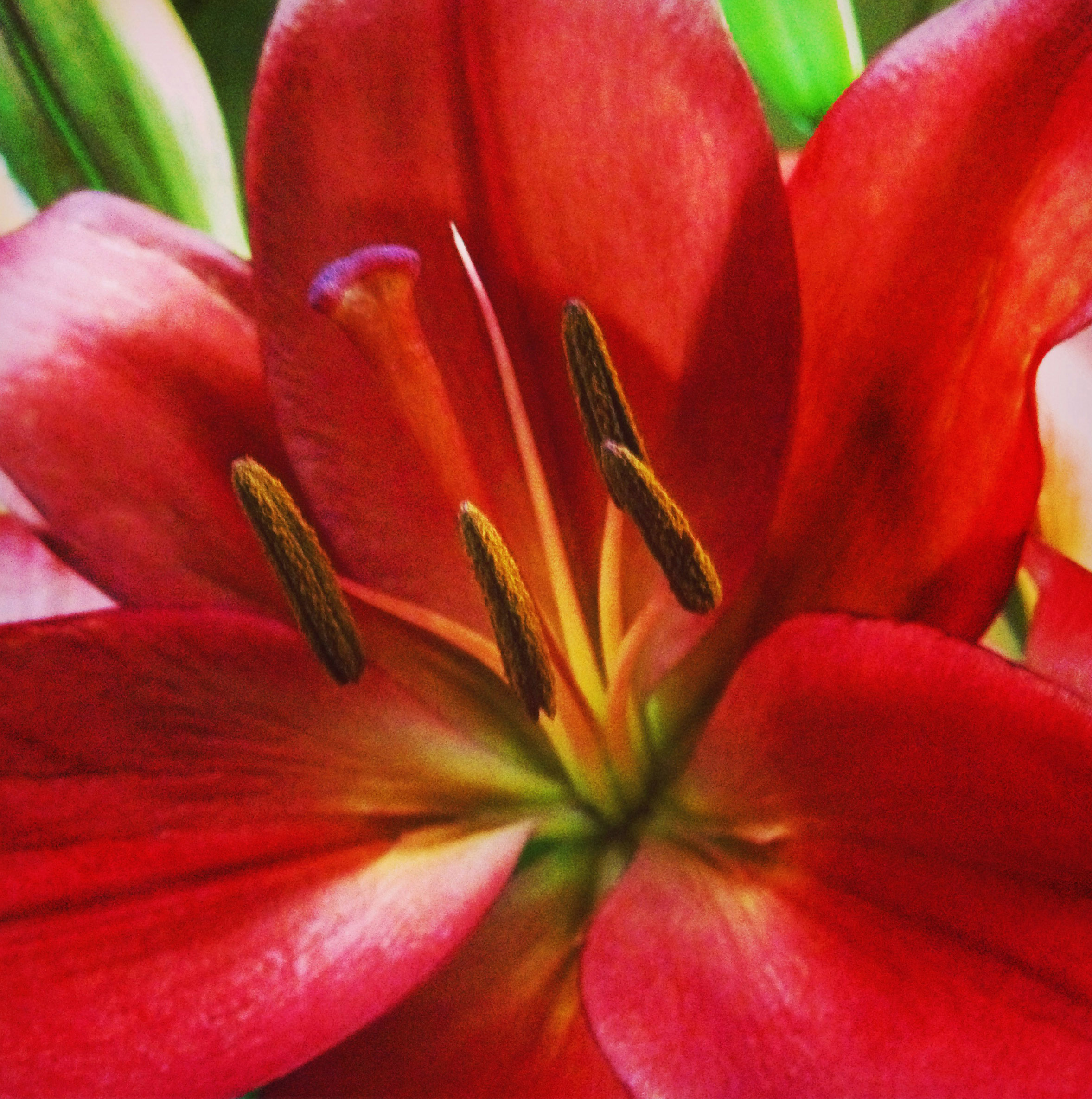 freytags-florist-Asiatic Lily-Red