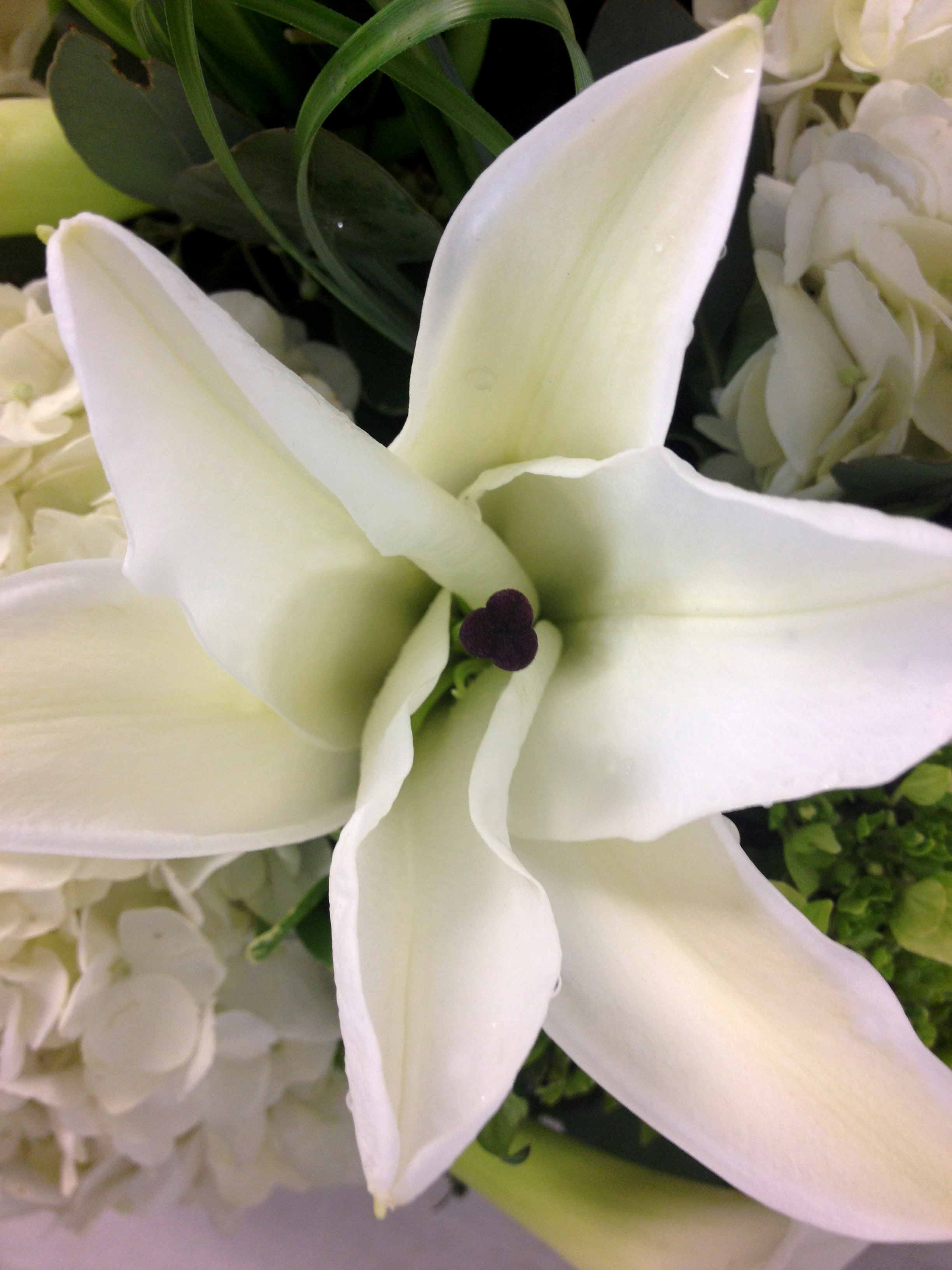 Freytags-florist-Casa-Blanca-Lily-white-lily