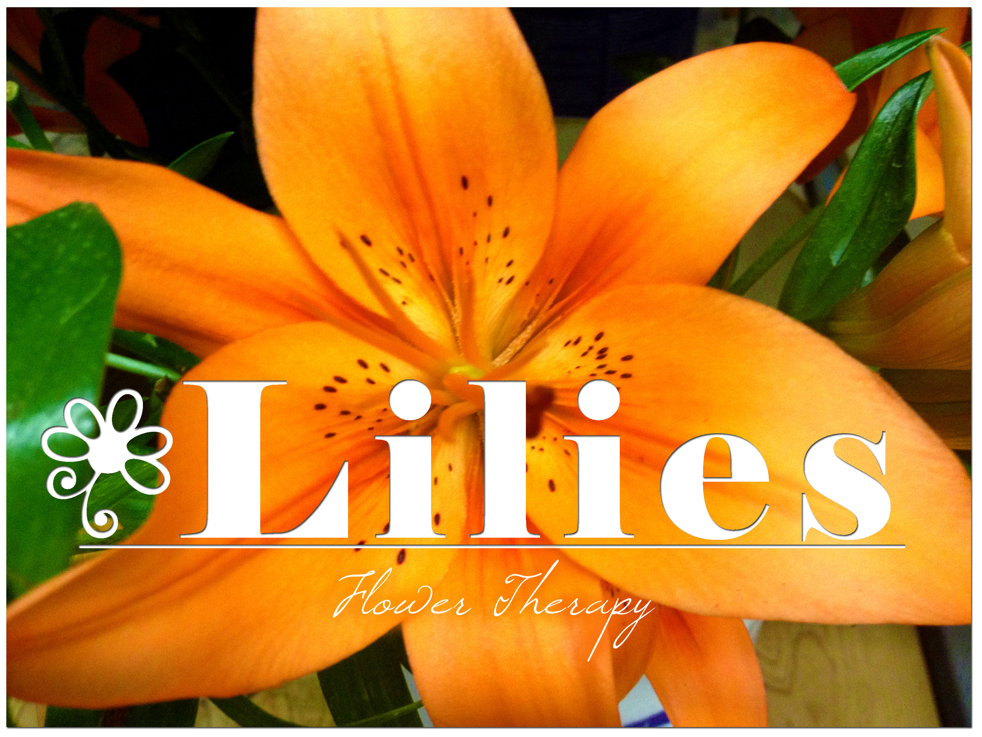 Freytags florist-lilies-flower-therapy