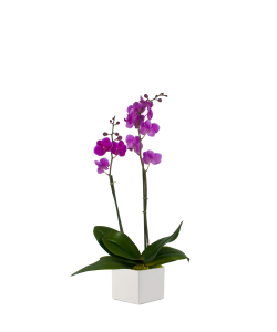 Admin-day-orchids-freytags-florist-fbp754