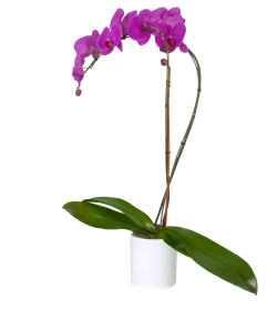 Admin-day-orchids-freytags-florist-fbp755