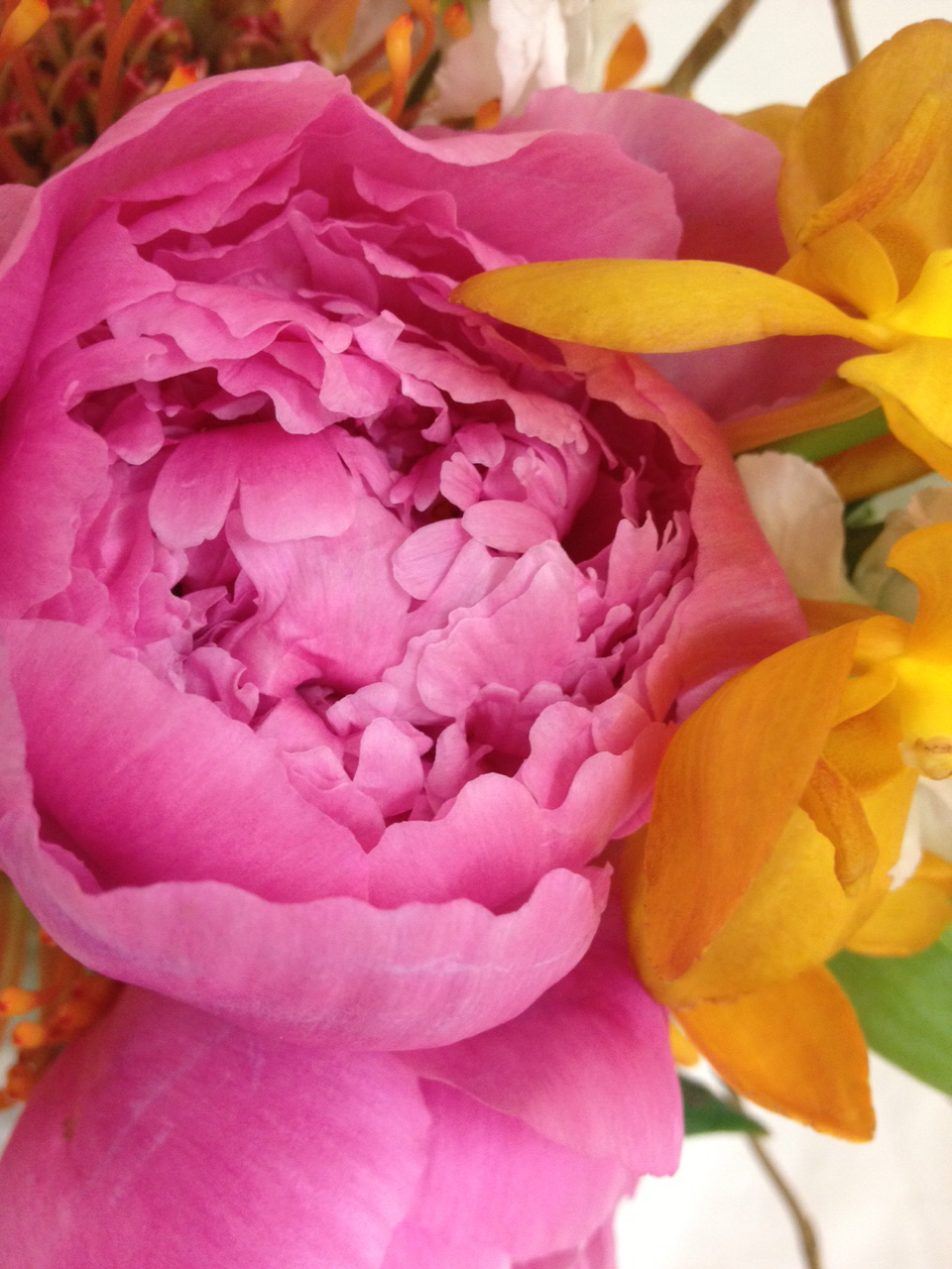 10 ways to love Peonies - Freyta'gs Florist