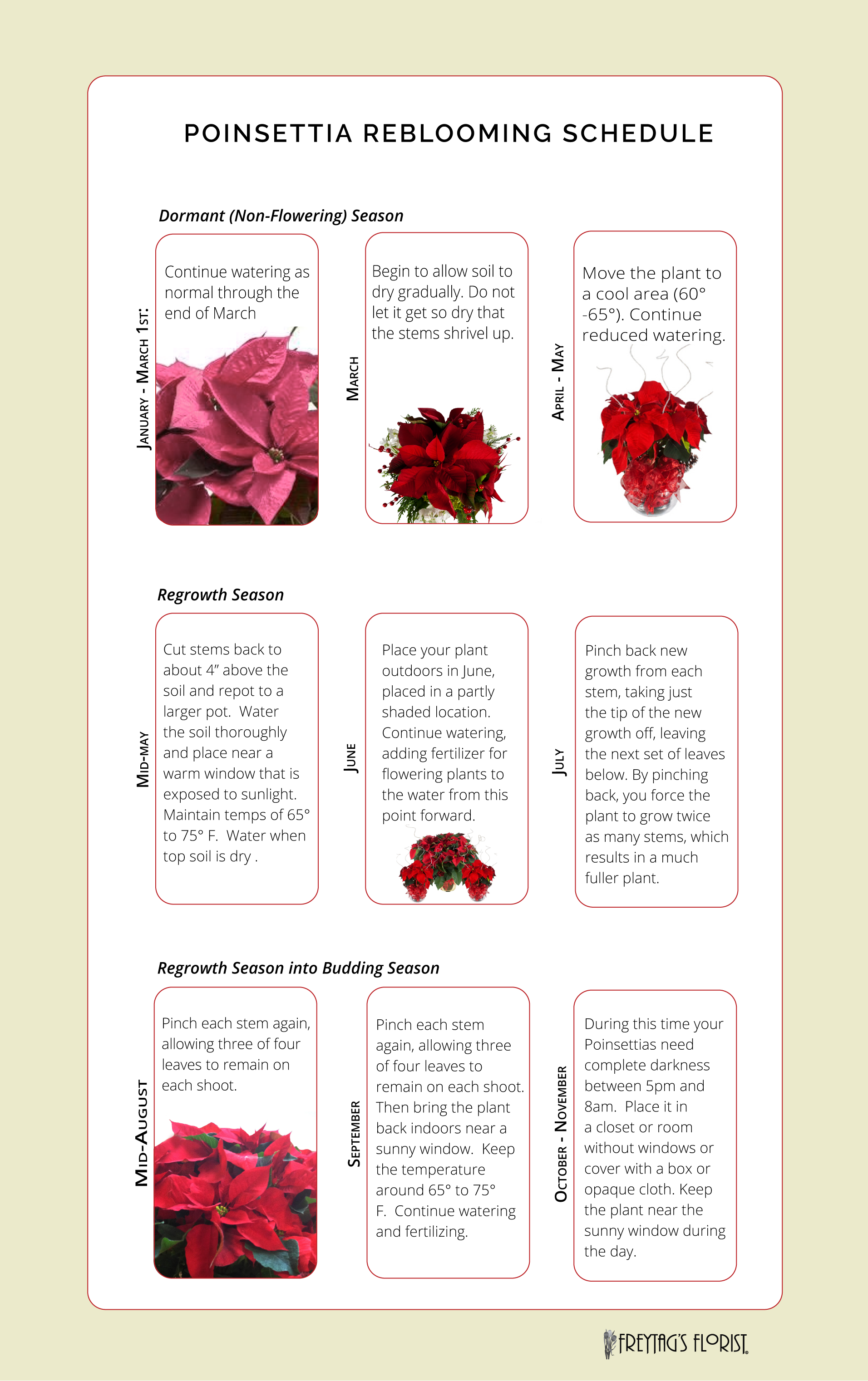 Poinsettia-care-tips-freytags-florist