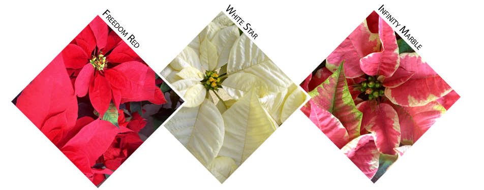 poinsettia-care-tip-freytags-florist-2