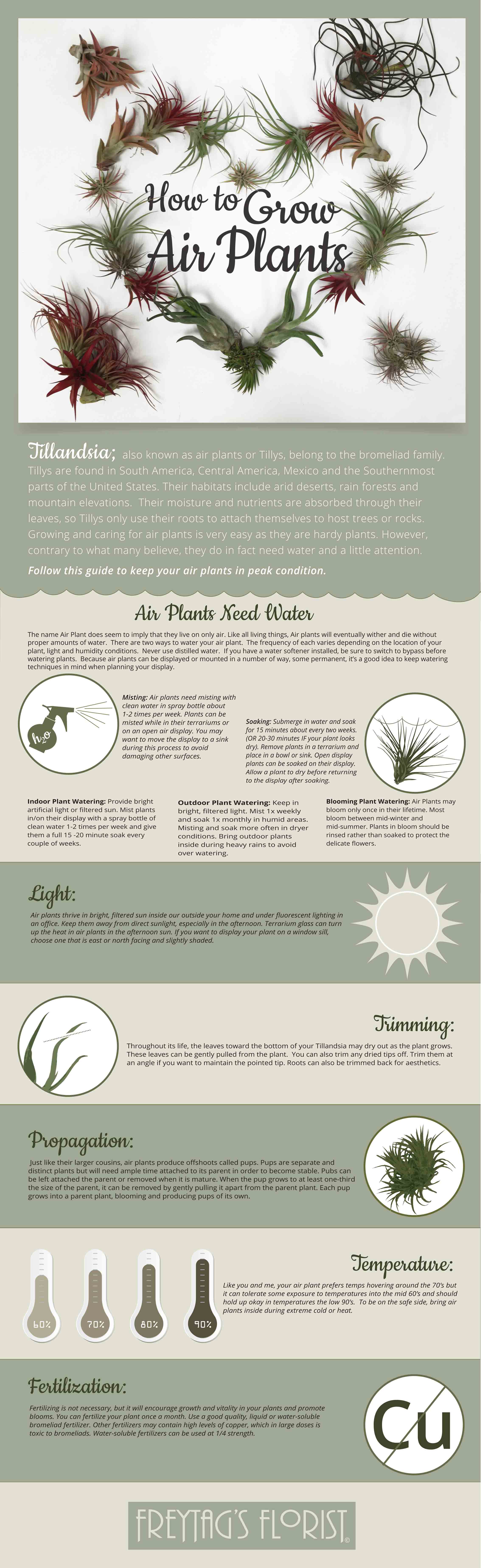 Air-Plant-Info-graphic-6