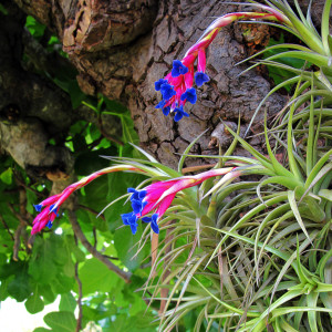 air-plants-habitat