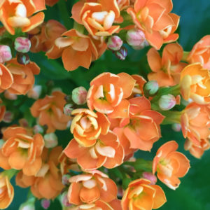 Freytags-Florist-Austin-TX-Flower-Greenhouse