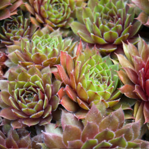 Freytags-Florist-Austin-TX-Flower-Greenhouse