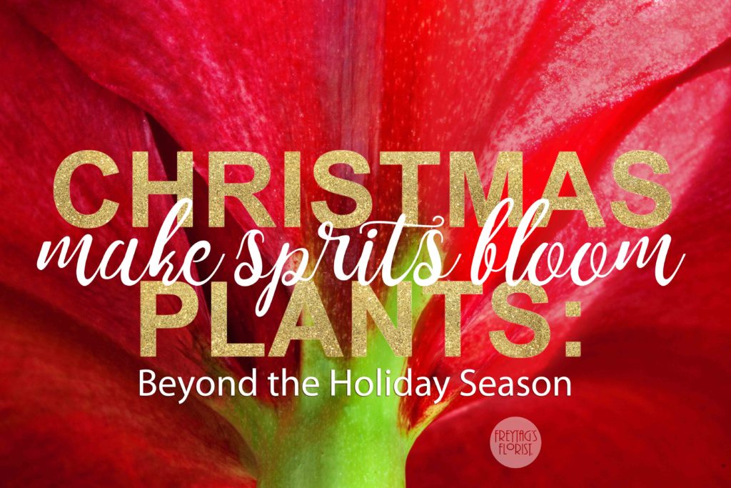 christmas-plants-grow-freytags-florist-2c