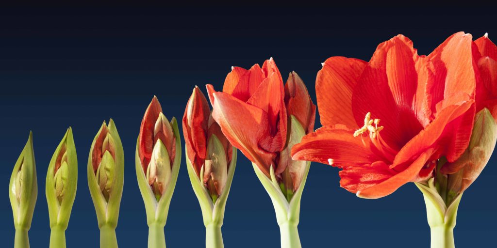 freytags-florist-amaryllis-grow