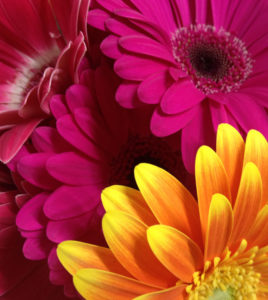meaning-of-flowers-valentines-day-gerbera-daisies-austin-tx