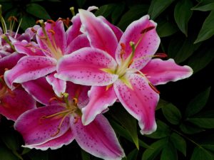 meaning-of-flowers-valentines-day-lilies-austin-tx