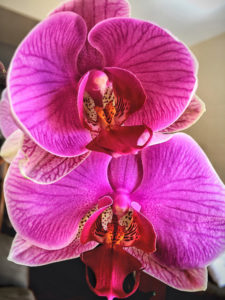 meaning-of-flowers-valentines-day-orchids-austin-tx