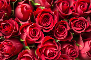 meaning-of-flowers-valentines-day-roses-austin-tx