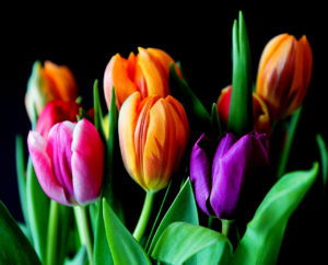 meaning-of-flowers-valentines-day-tulips-austin-tx