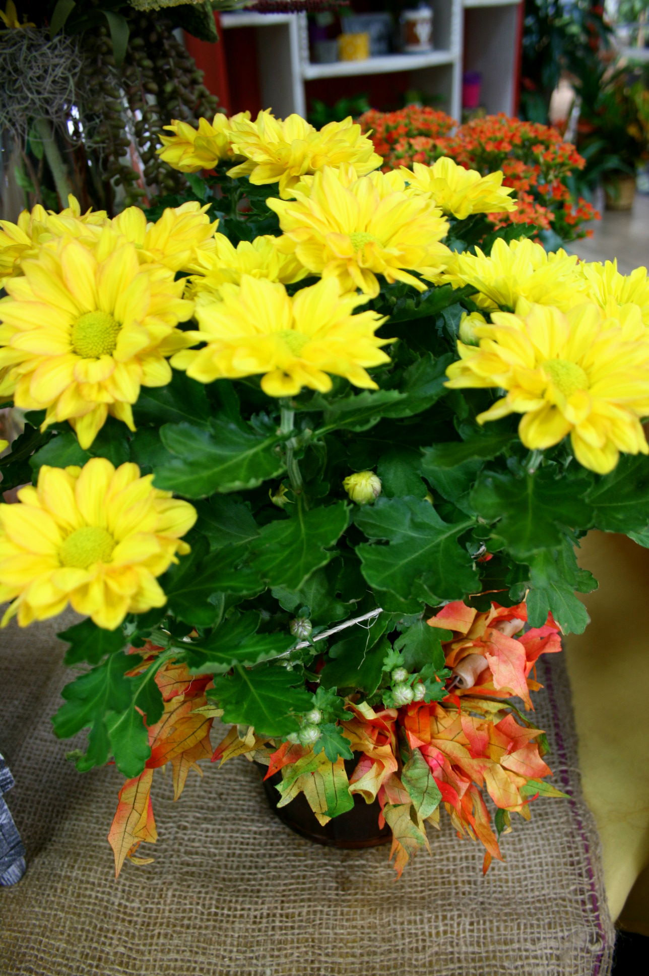 Fall Flowering Plant- Freytag's Florist