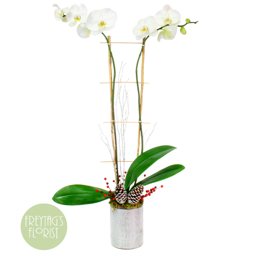 Freytag's Florist Double Winter Orchid and Bamboo Garden